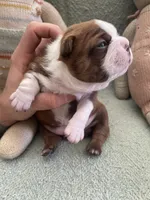 Colt  (CKC registered), a male Boston Terrier for sale in Tampa, FL – Photo 7 of 10