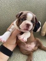 Colt  (CKC registered), a male Boston Terrier for sale in Tampa, FL – Photo 2 of 10
