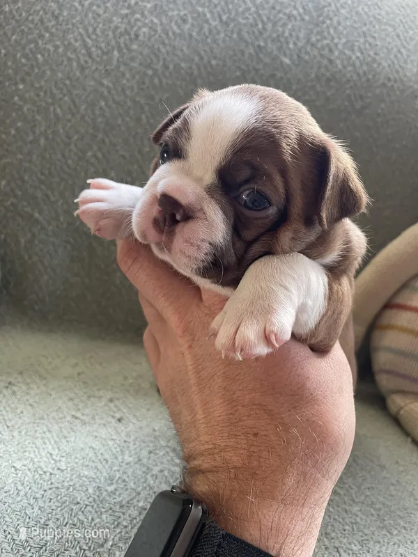 Colt  (CKC registered)