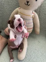 processed/6a76e932-728f-4e79-893c-60f91ad507f1/listing/e9627f22-771a-4c84-823e-349d8cadf3b7/0cb32312-0c9b-489c-962a-3b856563d72c