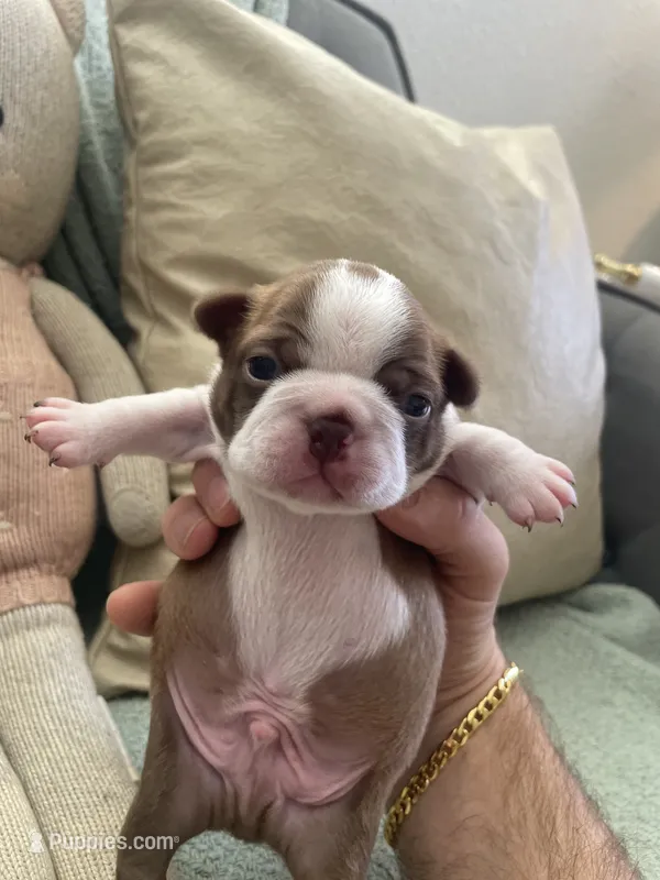 Finn  (CKC registered)