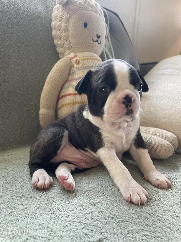 Theo  (CKC registered)