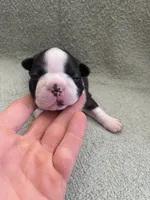 Theo  (CKC registered), a male Boston Terrier for sale in Tampa, FL – Photo 5 of 10