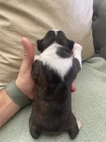 Theo  (CKC registered), a male Boston Terrier for sale in Tampa, FL – Photo 8 of 10