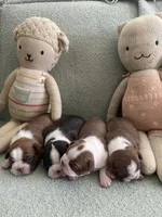 Theo  (CKC registered), a male Boston Terrier for sale in Tampa, FL – Photo 9 of 10