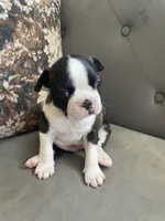 Theo  (CKC registered), a male Boston Terrier for sale in Tampa, FL – Photo 2 of 10