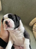 Theo  (CKC registered), a male Boston Terrier for sale in Tampa, FL – Photo 10 of 10