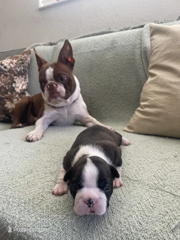 Theo  (CKC registered)