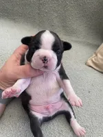 Theo  (CKC registered), a male Boston Terrier for sale in Tampa, FL – Photo 6 of 10