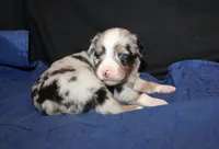 Bowie, a male Miniature Australian Shepherd for sale in Valparaiso, IN – Photo 1 of 4