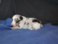 Bowie, a male Miniature Australian Shepherd for sale in Valparaiso, IN – Photo 3 of 4