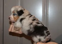 Lance, a male Miniature Australian Shepherd for sale in Valparaiso, IN – Photo 2 of 8