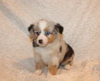 Lance, a male Toy Australian Shepherd for sale in Valparaiso, IN – Photo 2 of 5