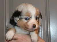 Lance, a male Miniature Australian Shepherd for sale in Valparaiso, IN – Photo 3 of 8