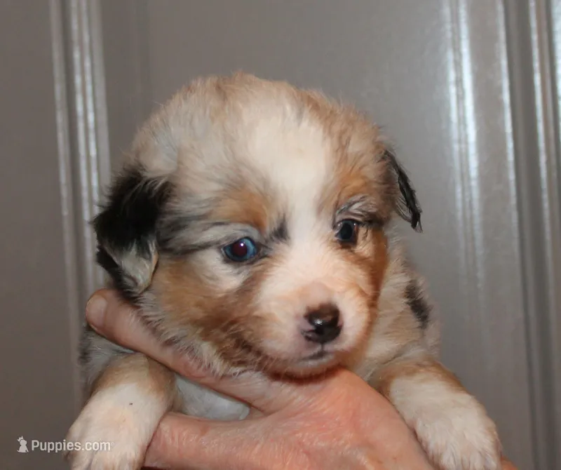 Lance – Miniature Australian Shepherd puppy for sale in Valparaiso, IN