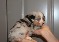 Lance, a male Miniature Australian Shepherd for sale in Valparaiso, IN – Photo 6 of 8