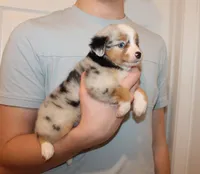 Lance, a male Toy Australian Shepherd for sale in Valparaiso, IN – Photo 5 of 5