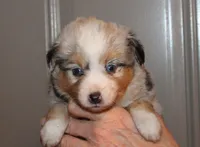 Lance, a male Miniature Australian Shepherd for sale in Valparaiso, IN – Photo 4 of 8
