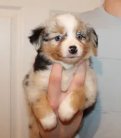 Lance, a male Toy Australian Shepherd for sale in Valparaiso, IN – Photo 1 of 5