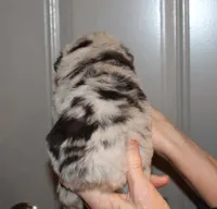 Lance, a male Miniature Australian Shepherd for sale in Valparaiso, IN – Photo 5 of 8