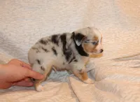 Lance, a male Toy Australian Shepherd for sale in Valparaiso, IN – Photo 3 of 5