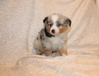 Lance, a male Toy Australian Shepherd for sale in Valparaiso, IN – Photo 4 of 5