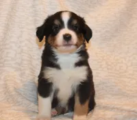 Lincoln, a male Miniature Australian Shepherd for sale in Valparaiso, IN – Photo 1 of 7