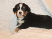 Lincoln, a male Miniature Australian Shepherd for sale in Valparaiso, IN – Photo 7 of 7