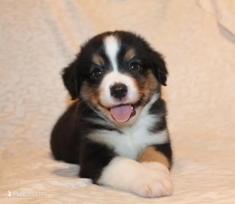 Lincoln – Miniature Australian Shepherd puppy for sale in Valparaiso, IN