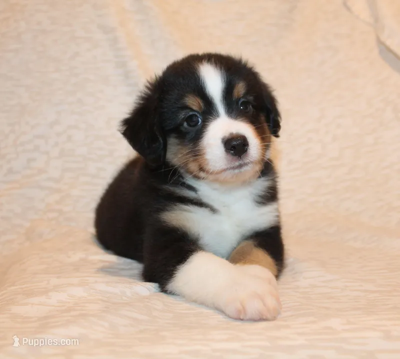 Lincoln – Miniature Australian Shepherd puppy for sale in Valparaiso, IN