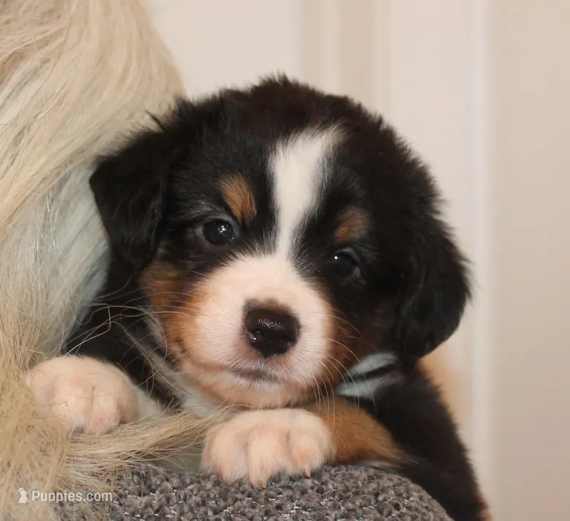 Lincoln – Miniature Australian Shepherd puppy for sale in Valparaiso, IN