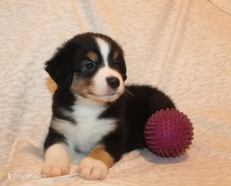 Lincoln – Miniature Australian Shepherd puppy for sale in Valparaiso, IN