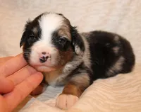 Beckett, a male Miniature Australian Shepherd for sale in Valparaiso, IN – Photo 5 of 5