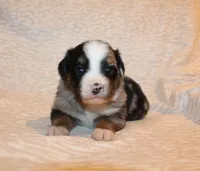 Beckett, a male Miniature Australian Shepherd for sale in Valparaiso, IN – Photo 1 of 5