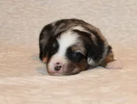Beckett, a male Miniature Australian Shepherd for sale in Valparaiso, IN – Photo 3 of 5