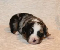 Beckett, a male Miniature Australian Shepherd for sale in Valparaiso, IN – Photo 4 of 5