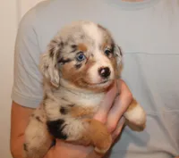 Lexi, a female Miniature Australian Shepherd for sale in Valparaiso, IN – Photo 3 of 3