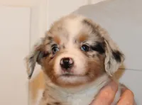 Lexi, a female Miniature Australian Shepherd for sale in Valparaiso, IN – Photo 2 of 3
