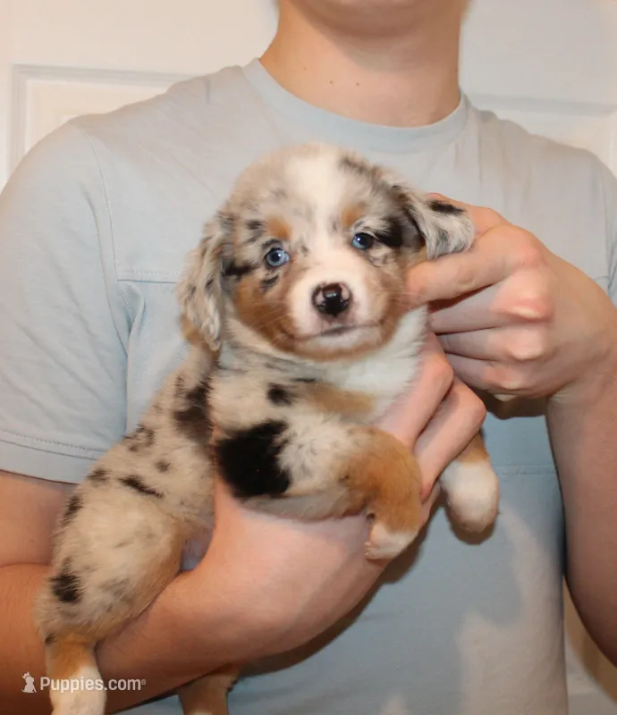 Lexi – Miniature Australian Shepherd puppy for sale in Valparaiso, IN