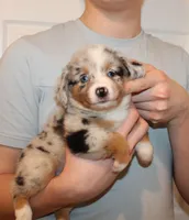 Lexi, a female Miniature Australian Shepherd for sale in Valparaiso, IN – Photo 1 of 3