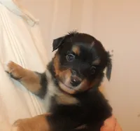 Lucy, a female Miniature Australian Shepherd for sale in Valparaiso, IN – Photo 5 of 5