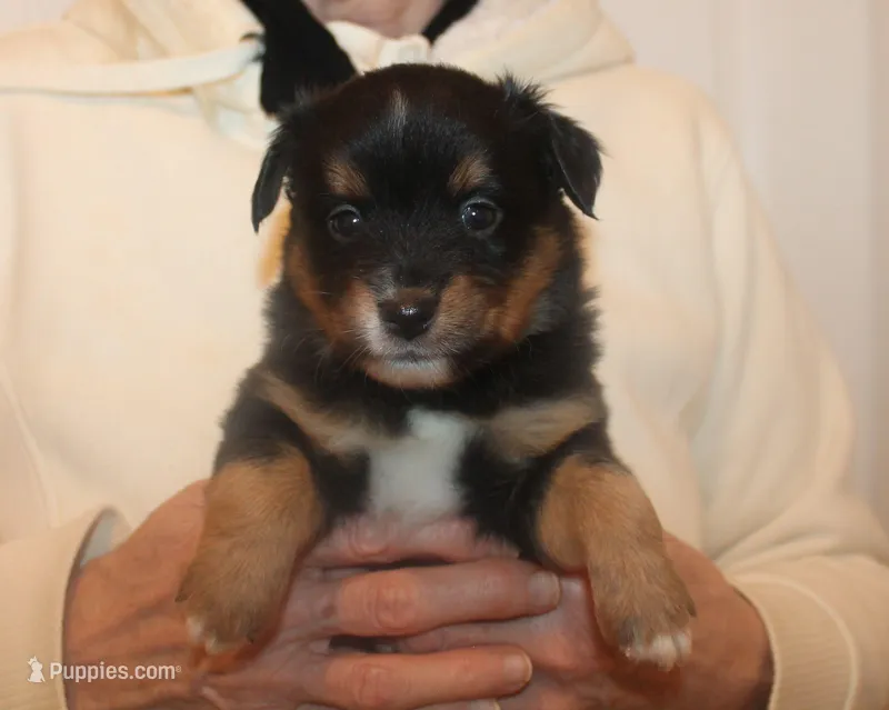 Lucy – Miniature Australian Shepherd puppy for sale in Valparaiso, IN