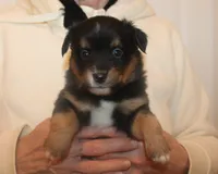 Lucy, a female Miniature Australian Shepherd for sale in Valparaiso, IN – Photo 2 of 5