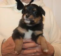 Lucy, a female Miniature Australian Shepherd for sale in Valparaiso, IN – Photo 3 of 5