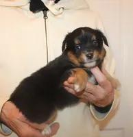 Lucy, a female Miniature Australian Shepherd for sale in Valparaiso, IN – Photo 4 of 5