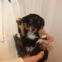 Lucy, a female Miniature Australian Shepherd for sale in Valparaiso, IN – Photo 1 of 5