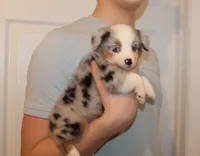 Levi, a male Miniature Australian Shepherd for sale in Valparaiso, IN – Photo 2 of 6