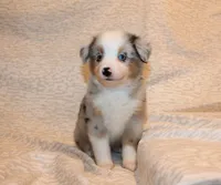 Levi, a male Miniature Australian Shepherd for sale in Valparaiso, IN – Photo 5 of 6