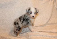 Levi, a male Miniature Australian Shepherd for sale in Valparaiso, IN – Photo 6 of 6