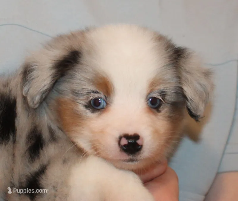 Levi – Miniature Australian Shepherd puppy for sale in Valparaiso, IN
